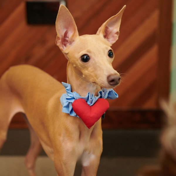 Heart-Shaped Pet Scarf: Cute and Functional